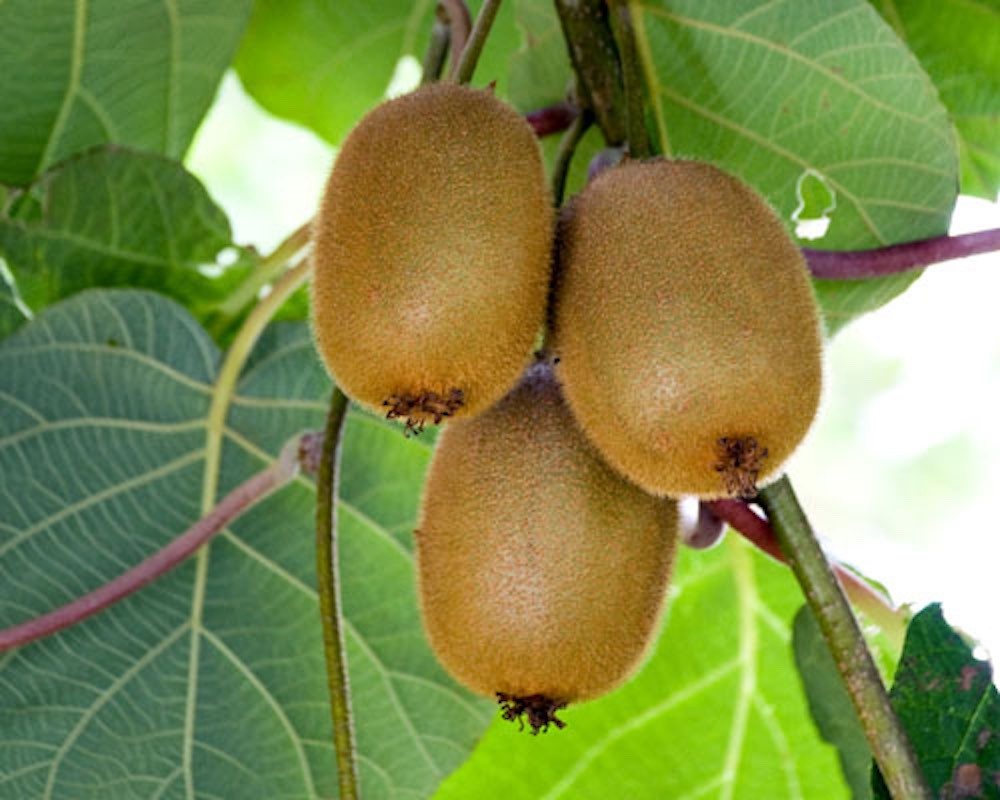 3 Vincent Kiwi Starter Plug – Actinidia chinensis