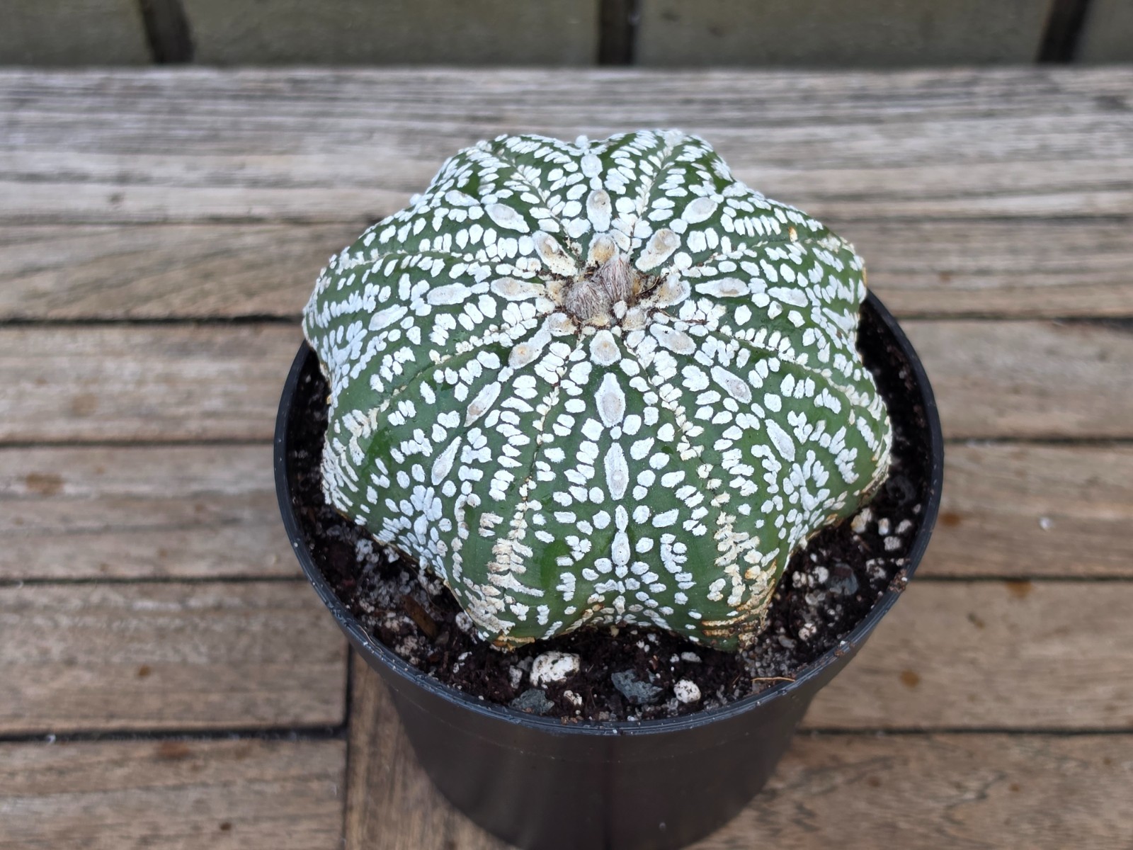 Astrophytum Asterias cv. Superkabuto Star Shape BIG rare cactus 4”pot