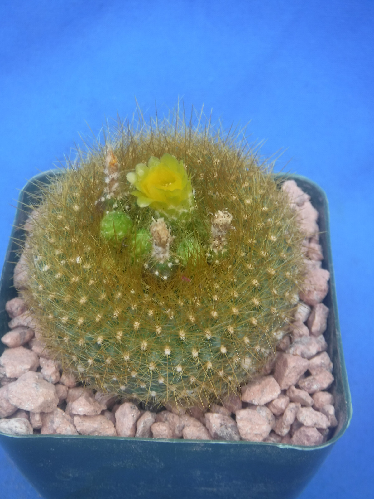 Notocactus graessneri v. flaviflorus Cactus Neon YELLOW/GREEN Flower 3″ Pot Size