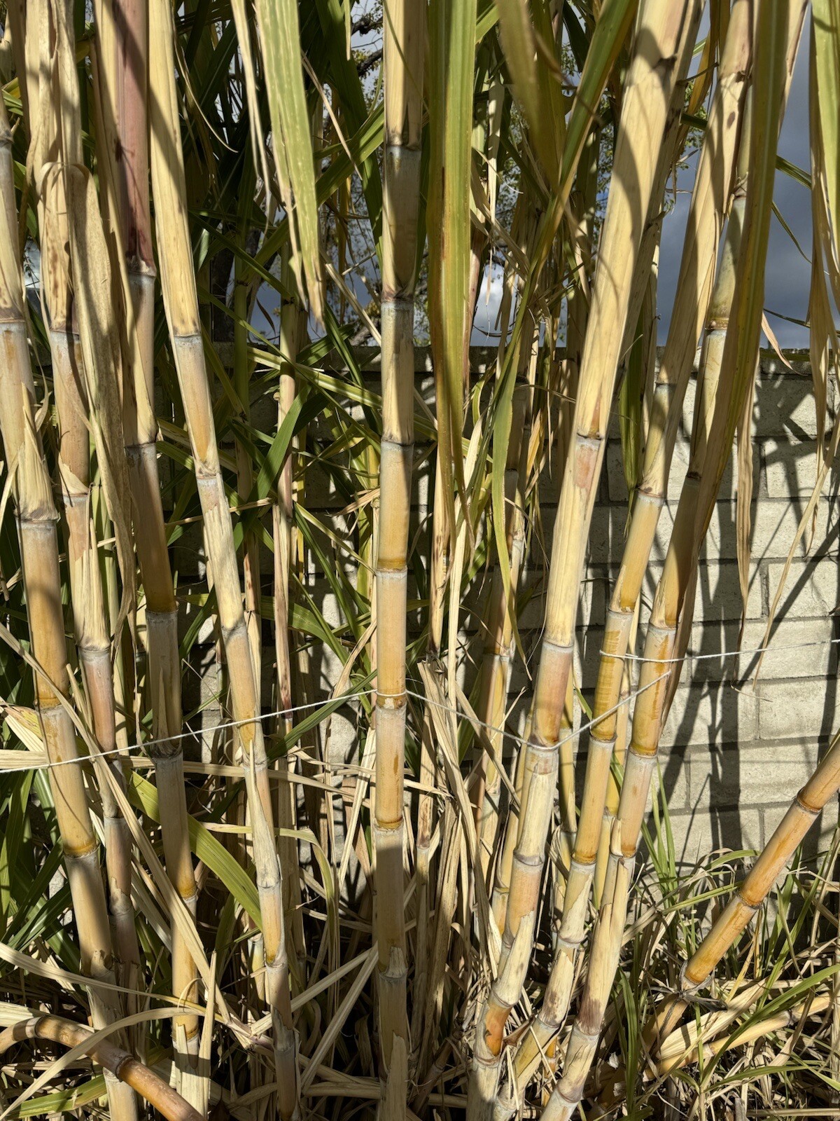 5pcs GREEN YELLOW SUGARCANE Cutting Sticks-ORGANIC