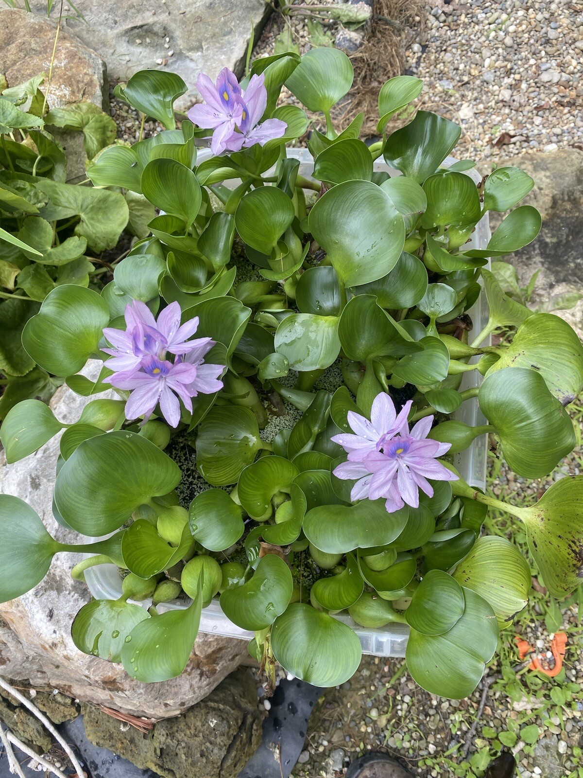(8) Mix Water Lettuce & Hyacinth Koi Pond Floating Plants Algae Filter Jumbo 5″
