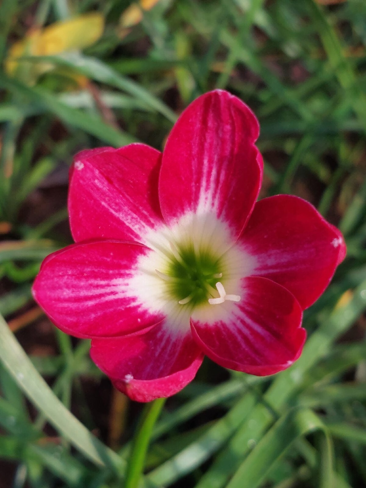 1 Z. Red Tulip Rain Lily Bulbs! Zephyranthes bulb