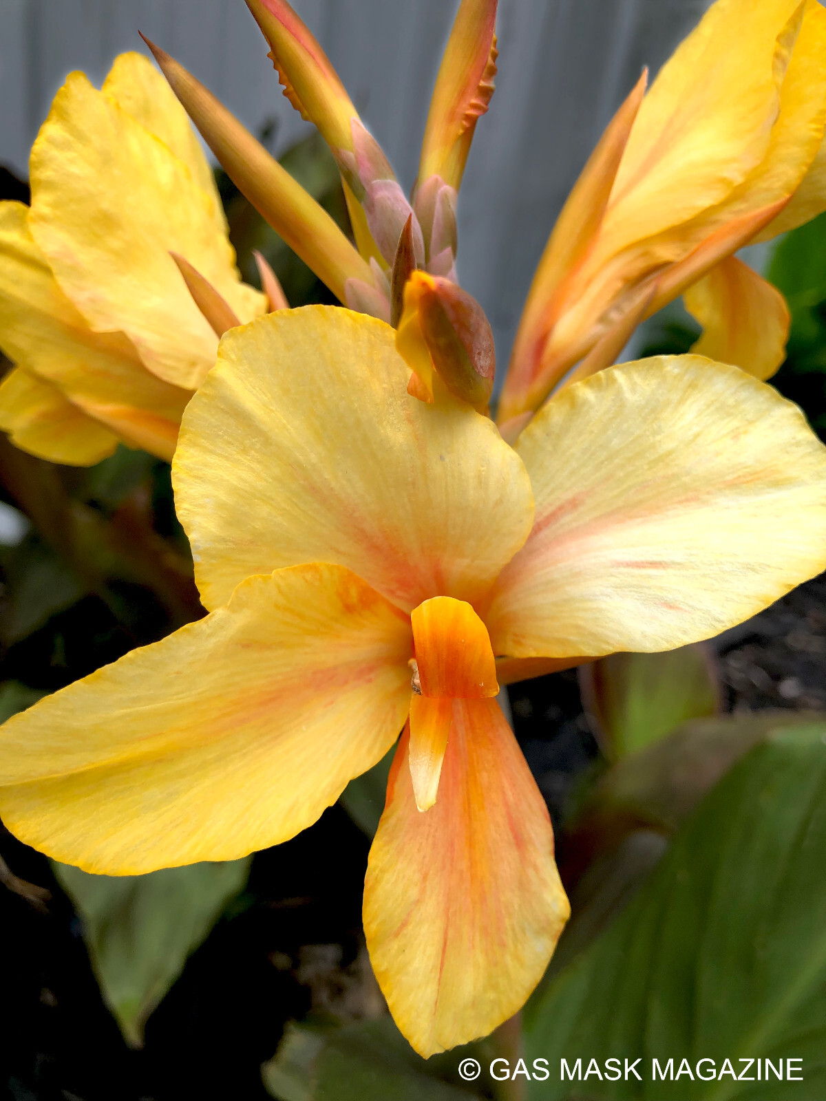 Canna Lily Rhizome, Angel (Gas Mask Exclusive). (Gold, Pink, Orange Flower.)