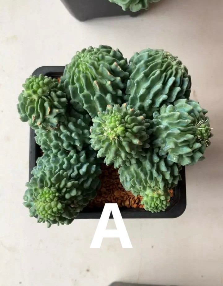 Cactus- Stenocactus multicostatus inermis monstruosa (4” large plants)| A or B