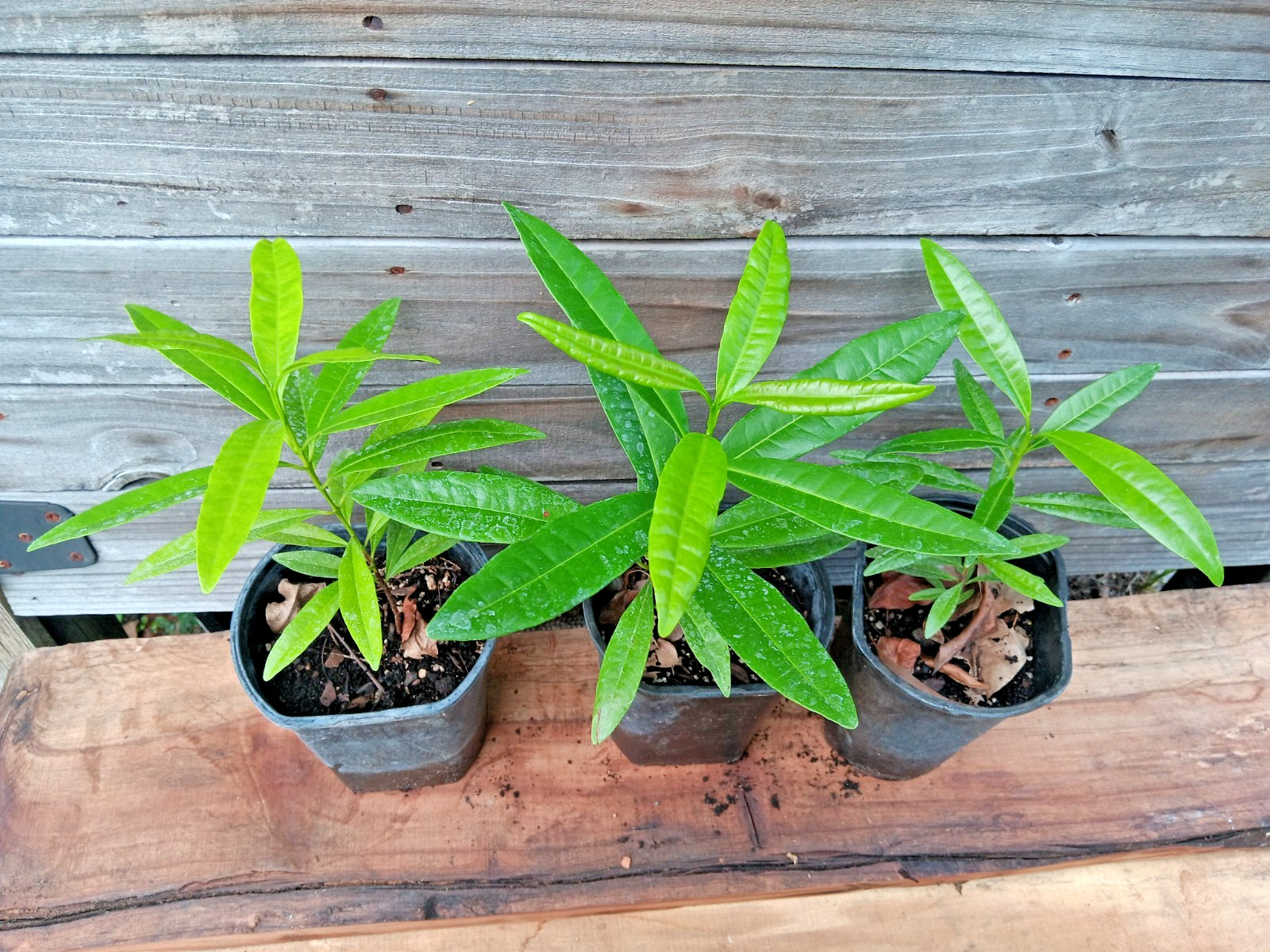 Allspice – Pimenta dioica – Jamaica Pepper – Live Plant!
