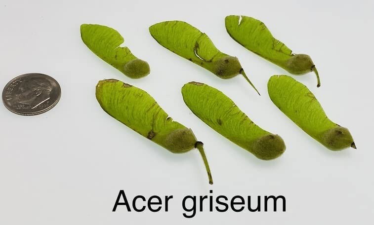 Paperbark Maple Tree Seeds for Planting Stunning Peeling Cinnamon Colored Bark