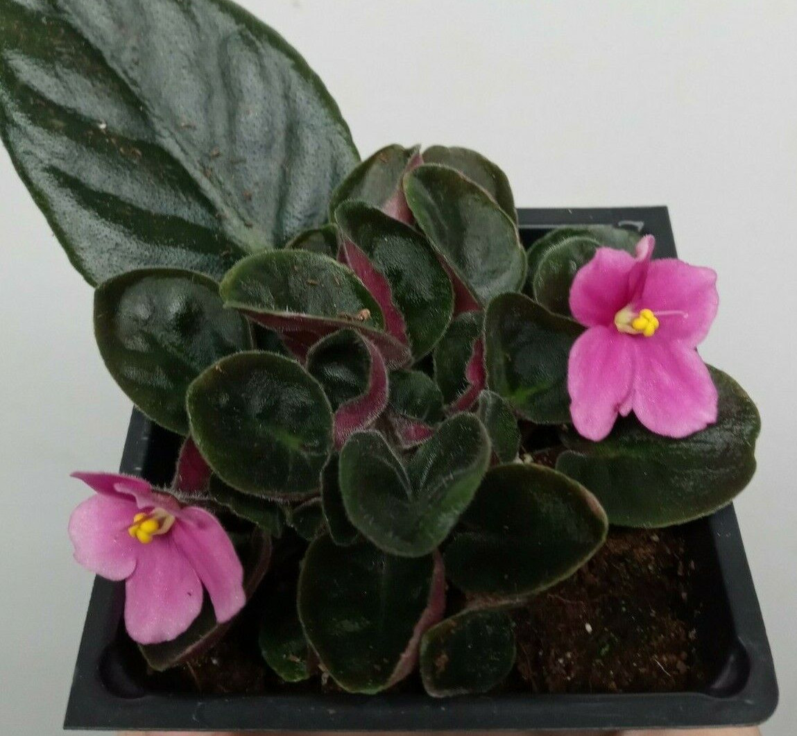 2 = 1 Pink African Violet Live Plant + 1 Blue-Purple African Violet 2″ MINI pots