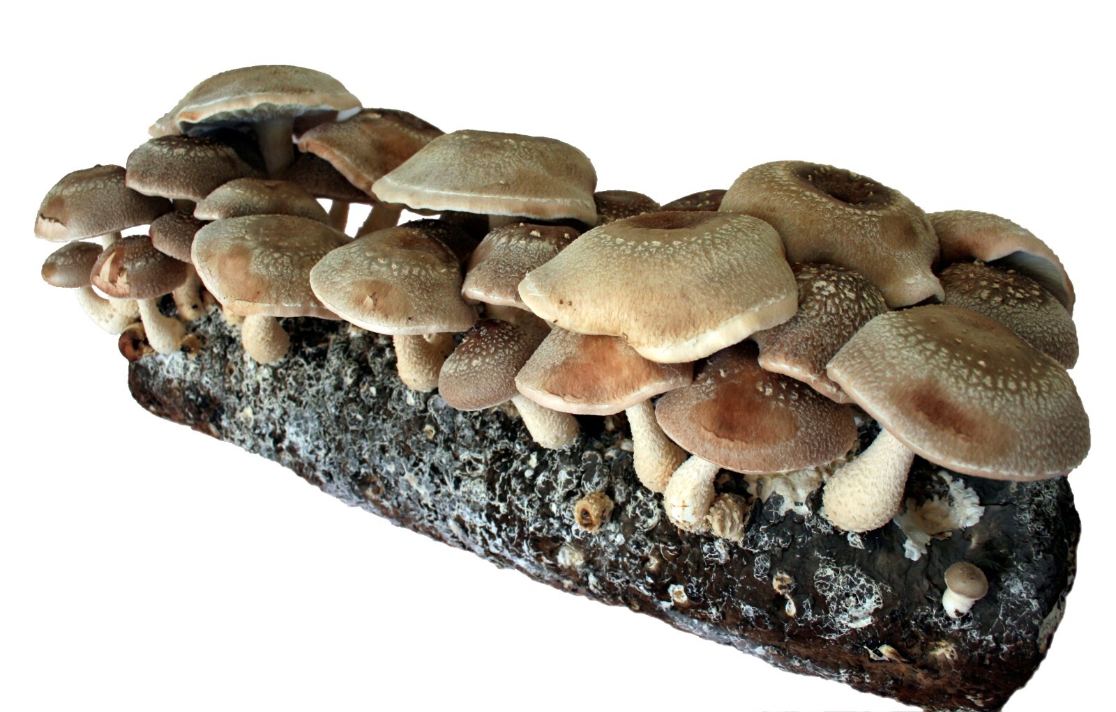 Root Mushroom Farm/Shiitake Mushroom Grow Kit/ Harvest in 10 Days