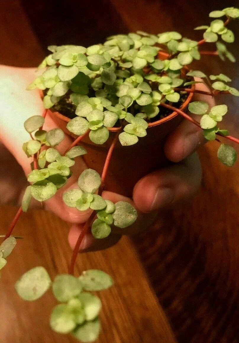 PILEA ‘SILVER SPRINKLES’, ‘GRAY ARTILLERY FERN – 2″ POT -MINIATURE PLANT