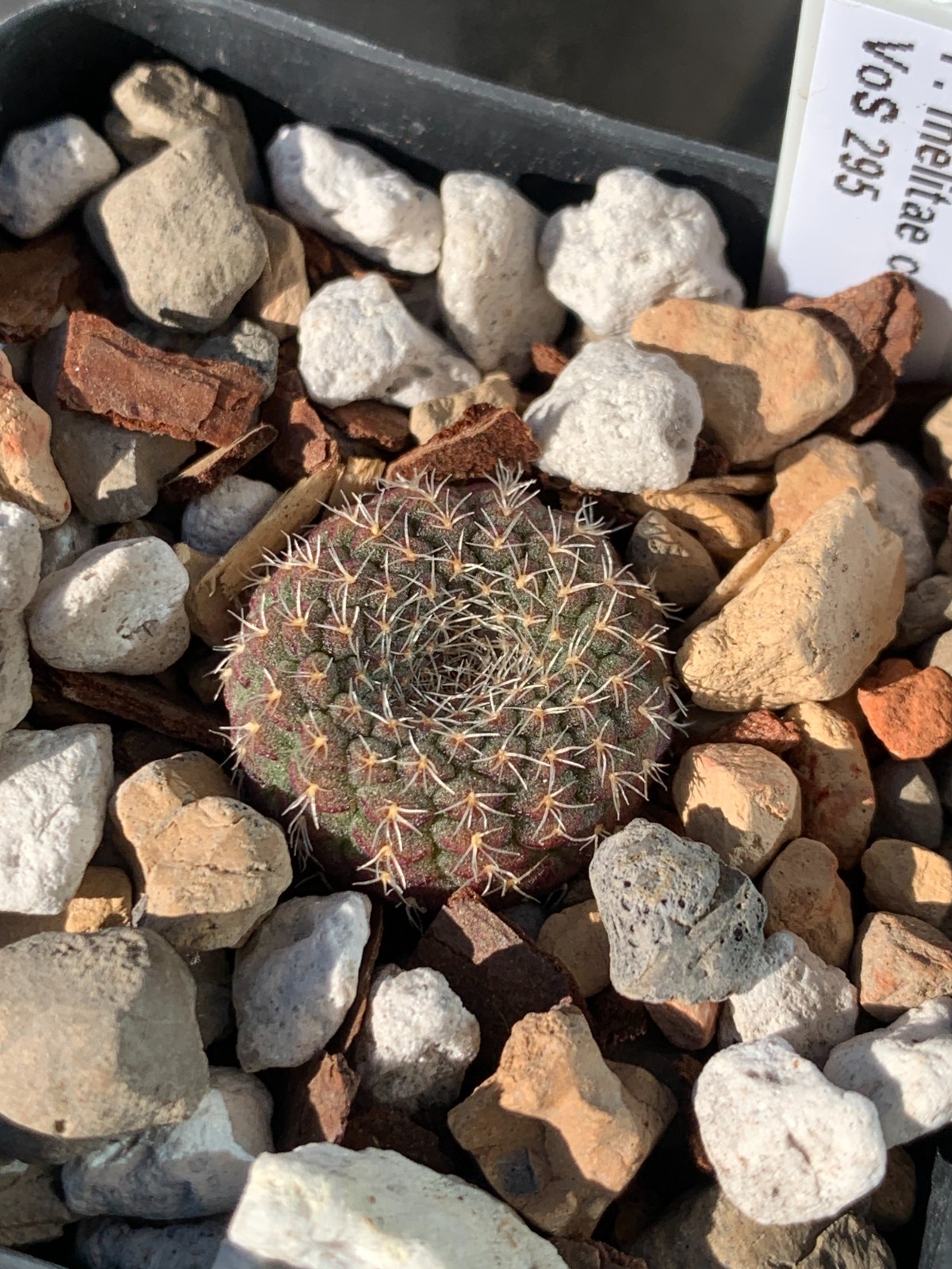 Frailea melitae-cataphracta VoS 295 (#226