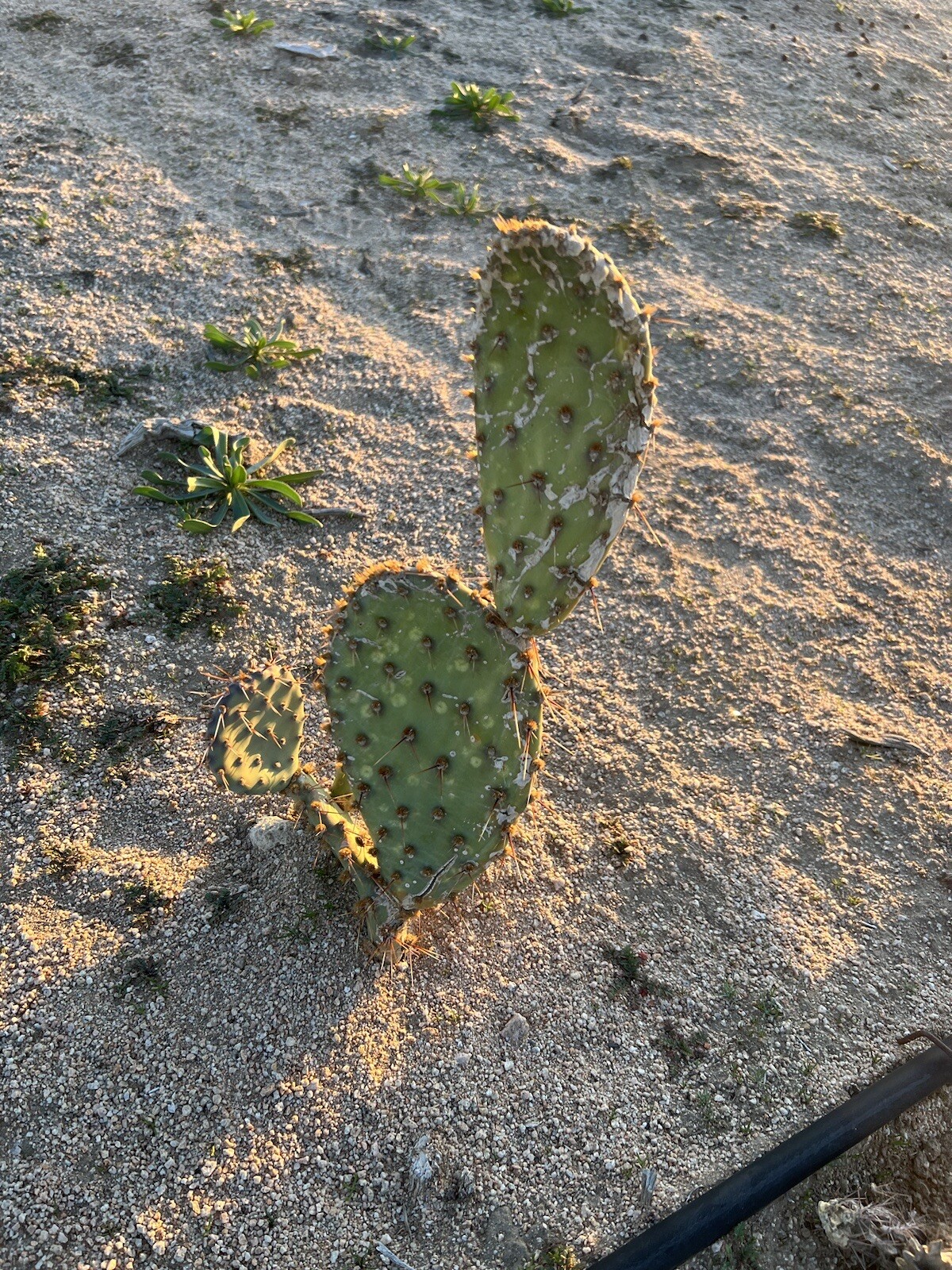 Desert Prickly pear ( Opuntia Phaeacantha), 2 Pads 4-7″ [cold hardy -20F]