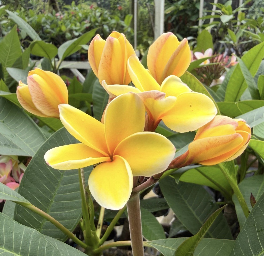 ROOTED PLUMERIA PLANT HAWAII CUTTING ~ NEBELS GOLD ~ 17″ WITH 2 TIPS