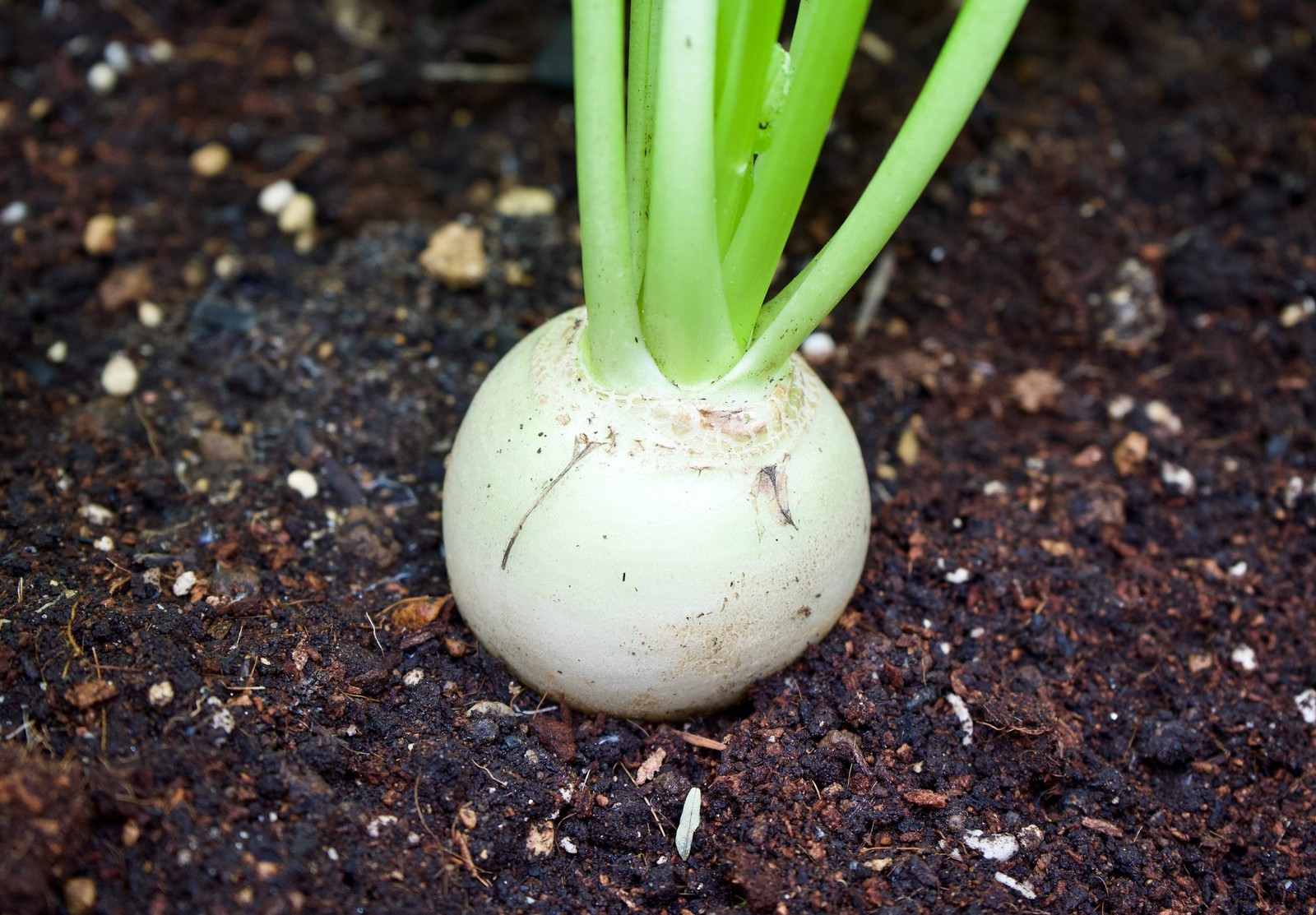 500 Hailstone WHITE GLOBE RADISH Raphanus Sativus Vegetable Seeds