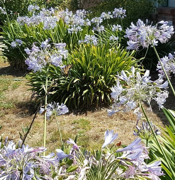 ⁦Agapanthus Blue Lily Bulbs, Bare Root ~ Heirloom, Non-GMO. Ready for planting!