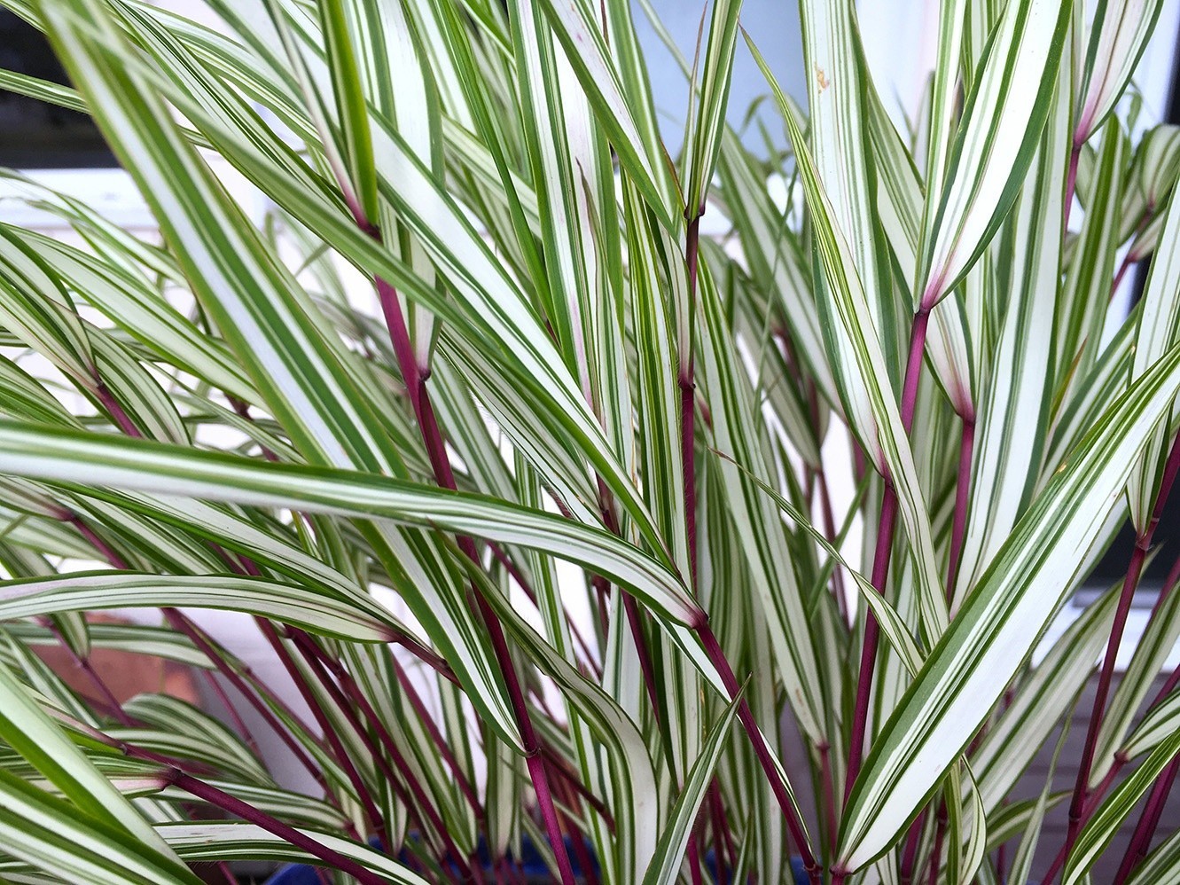 ( 1 ) – Lime Zest Japanese Forest Grass – Starter Plant ( 7m ) ( 1 live plant )