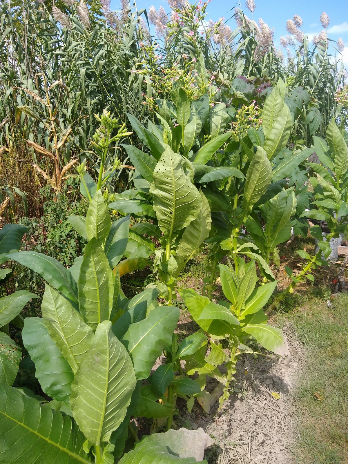 5000 Tobacco Seeds Harvest Gold (Nicotiana Tabacum)2022