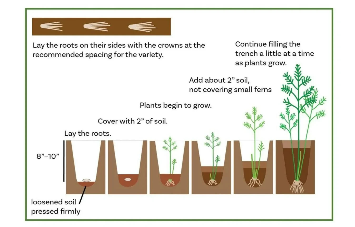 12 Asparagus Crowns “Millennium” 2 YrsOld(Pack of 12 Bare Root Plants) Zones 3-8