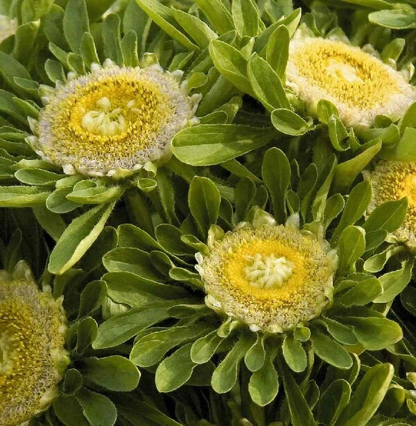 Aster, ‘hulk’ 25 seed