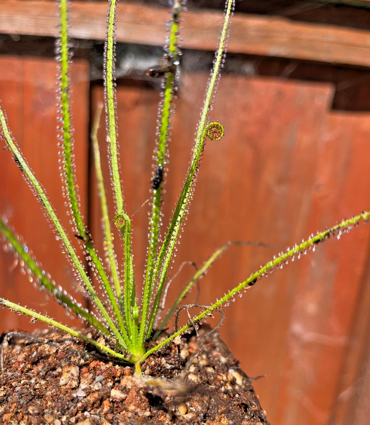 Drosophyllum lusitanicum Dewy Pine RARE Potted