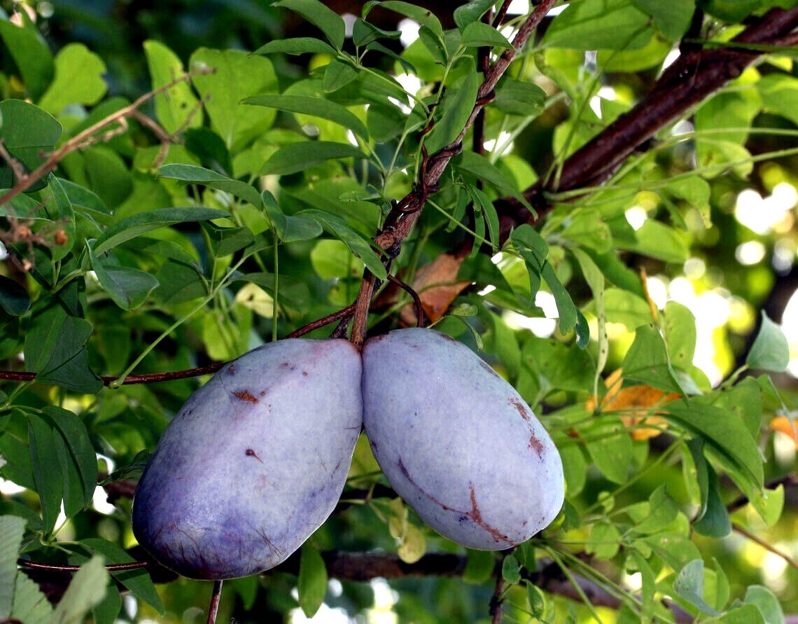 100 – 1,000 CHOCOLATE VINE SEEDS “3-LEAF” (A. trifoliata) Fruit Flower Climber