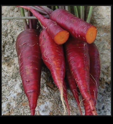 Purple Dragon Carrot 100 – 1,000 Seeds Beautiful color RARE Heirloom Lycopene!