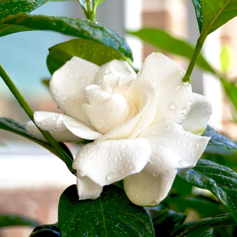Beauty Gardenia Live Plant, 1 Gallon Pot
