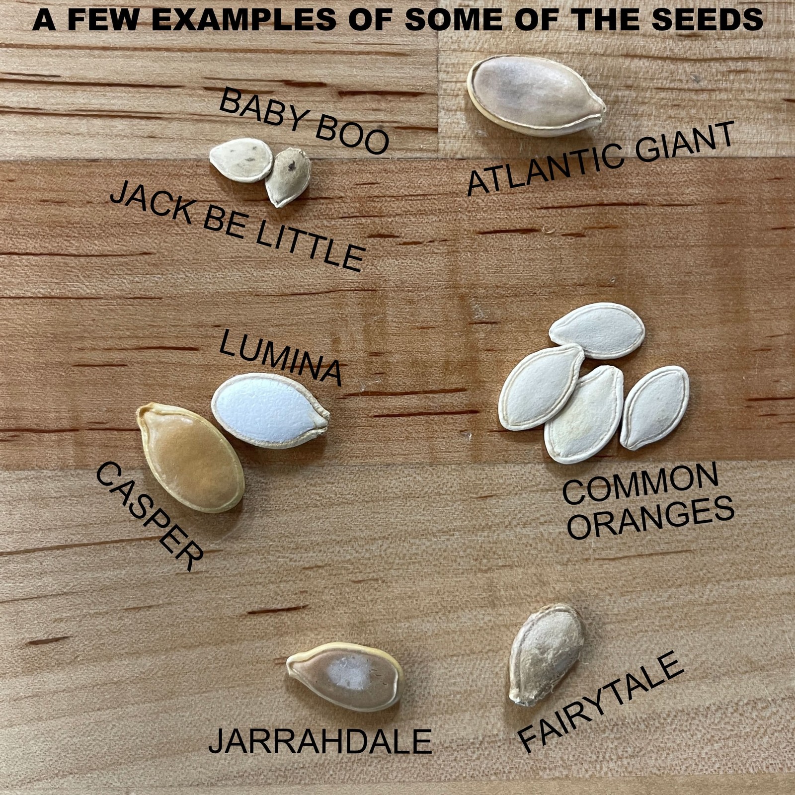 Spooky Mixture Pumpkin Seeds For Planting (Cucurbita pepo / maxima)