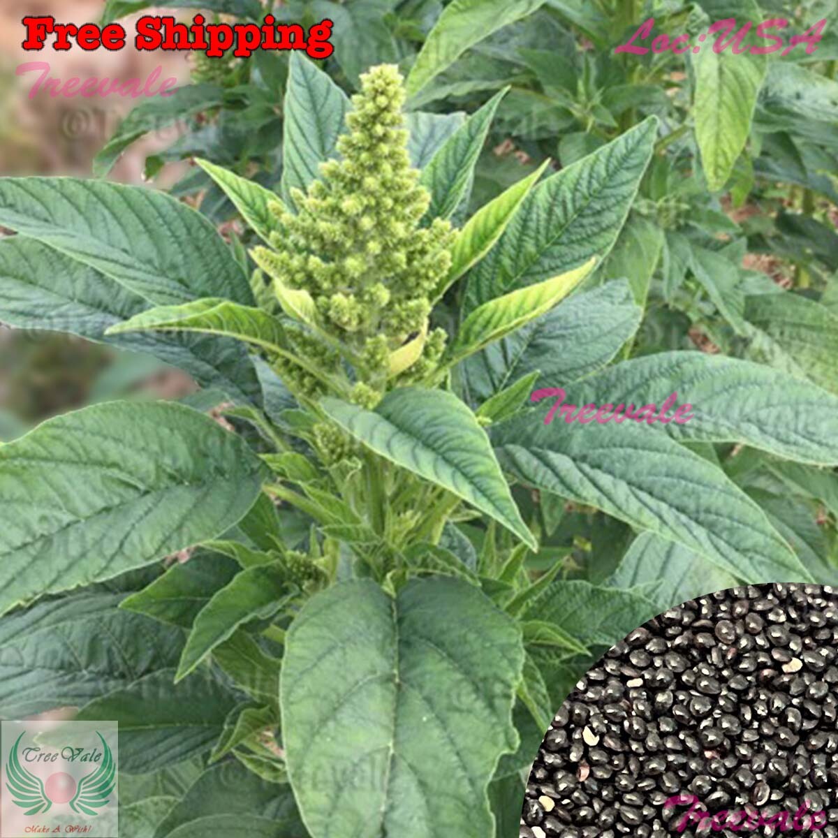 Green Leaf Amaranth SEEDS | Green Amaranth, Jamaican Callaloo, Yin Choi SEEDS
