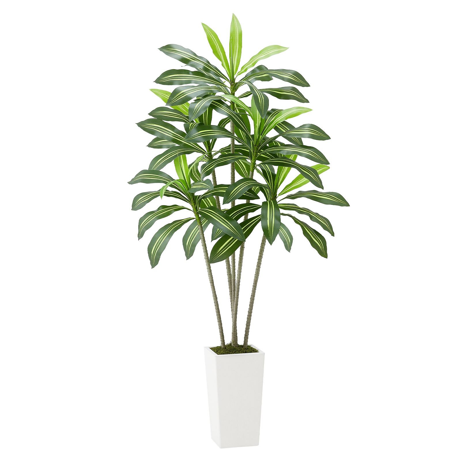 6ft Artificial Dracaena Tree, Faux Palm in White Planter, Indoor Outdoor Floor