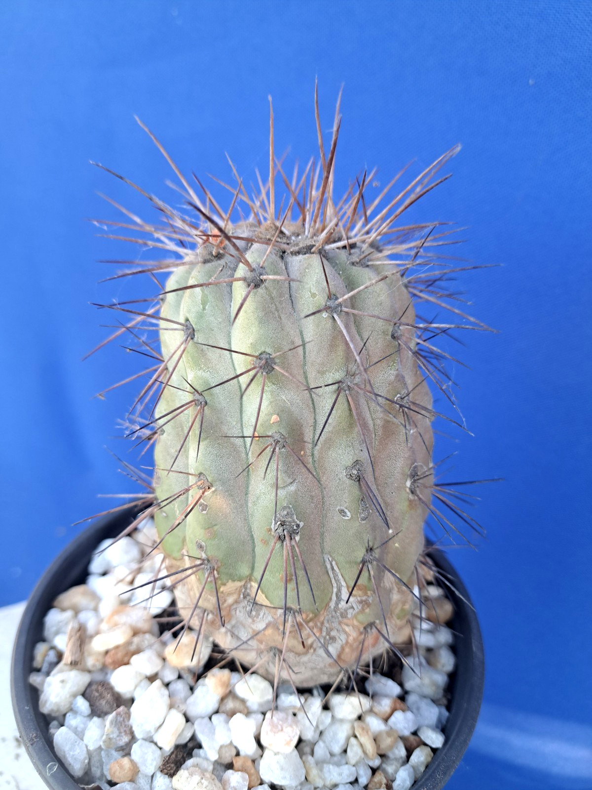 Copiapoa Haseltoniana Large Cactus Plant