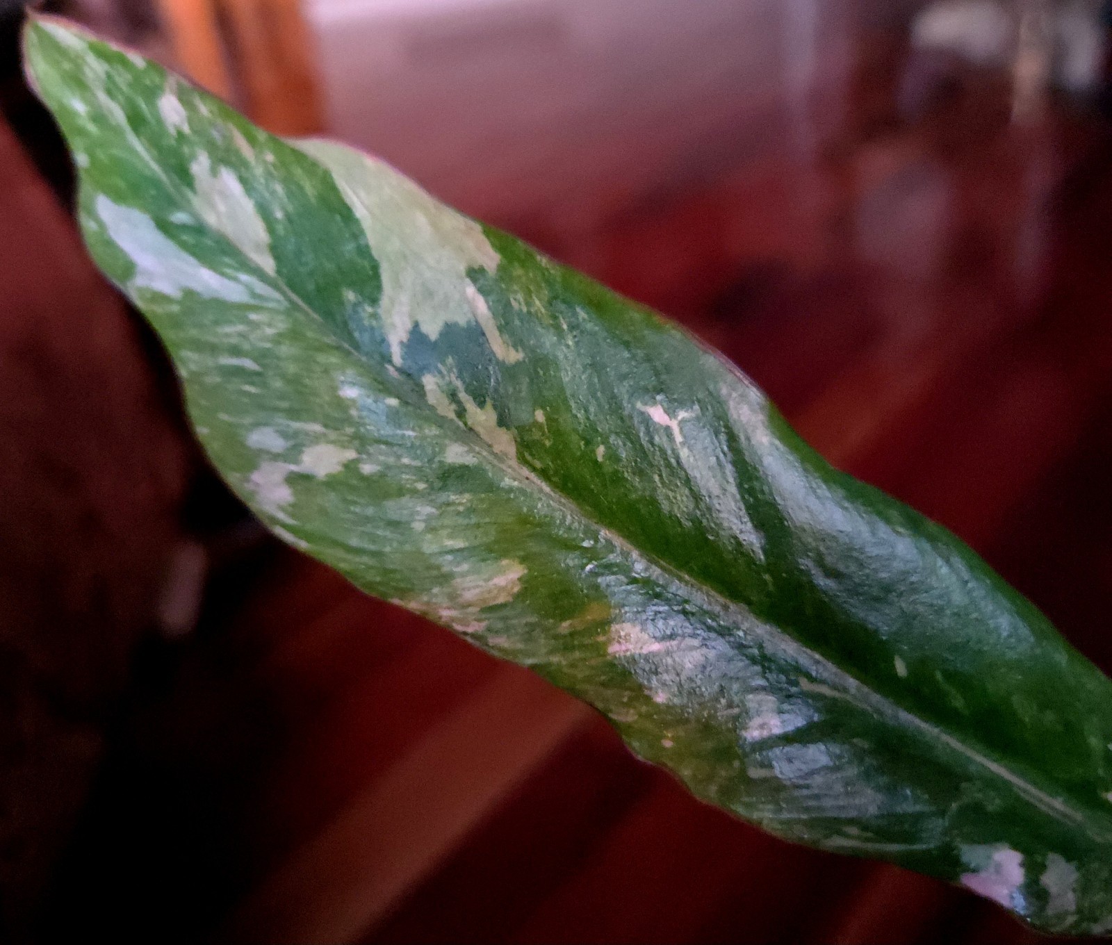 Rare Philodendron Variegated Pink Fire Tiger 11″ Tall Not Anthurium Monstera