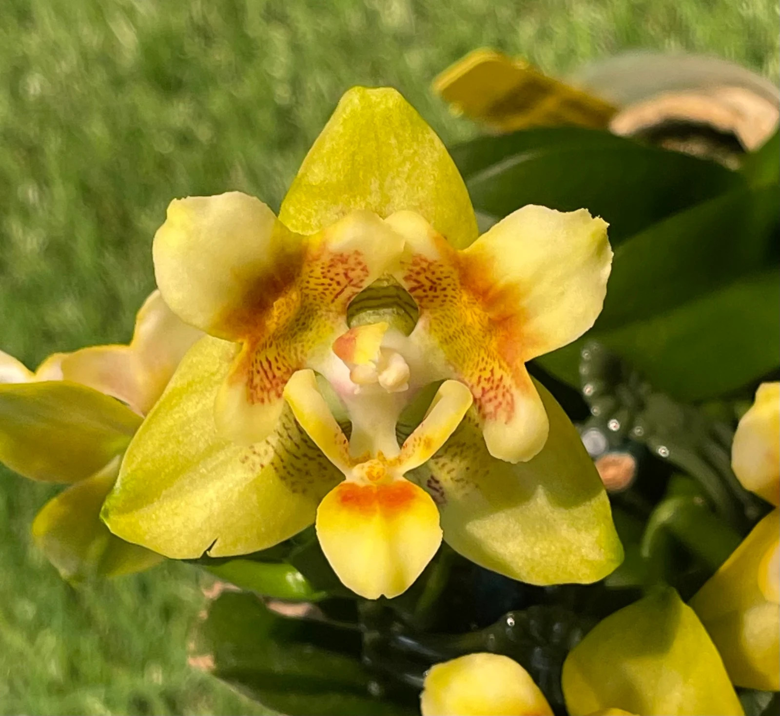 In spike to flowering. Fragrant, Peloric flower. Phalaenopsis Norman’s Yellow Ba