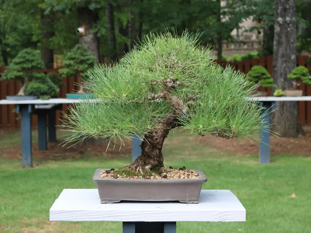 50+ Imported Japanese Black Pine Bonsai Seeds | High Germination Success