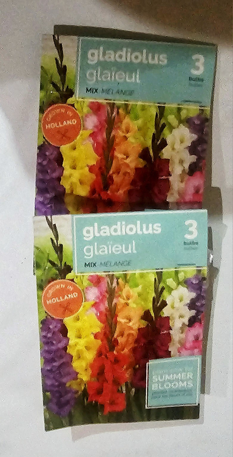 Gladiolus Multicolor Mix Bulbs 3-Pack x2 Summer Blooms Perennial Full Sun