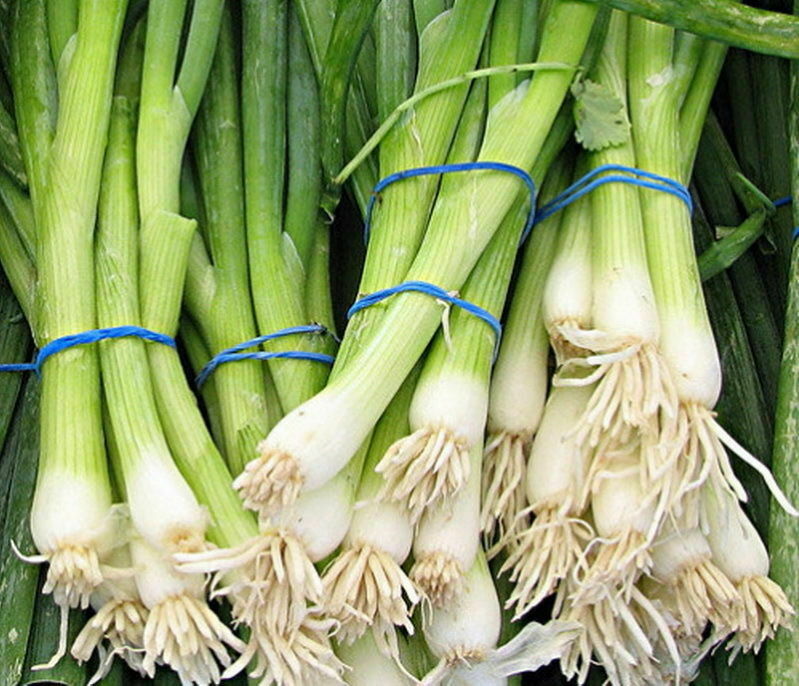 500 Evergreen White Bunching Onion Seeds Heirloom – Non-GMO – Always Fresh Seeds
