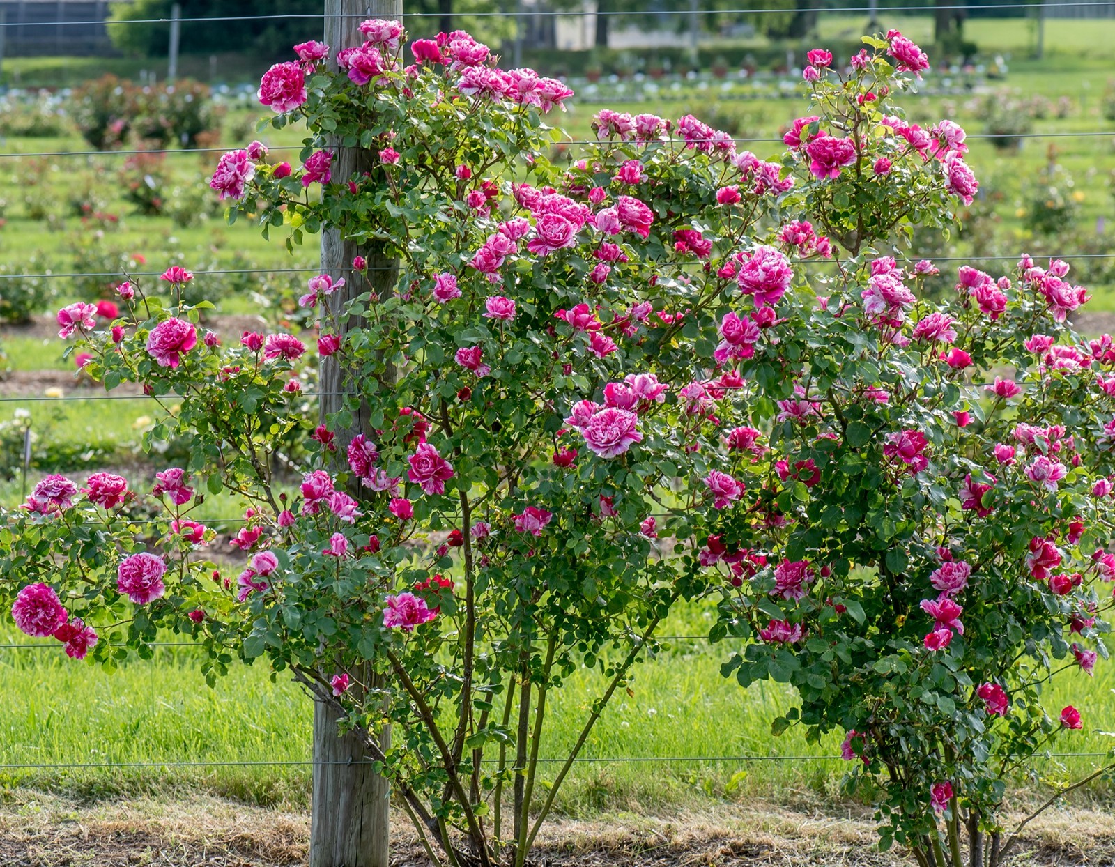 Raspberry Creme Twirl Climbing Rose 1.5 Gal Potted Striped Flowers, Own Root