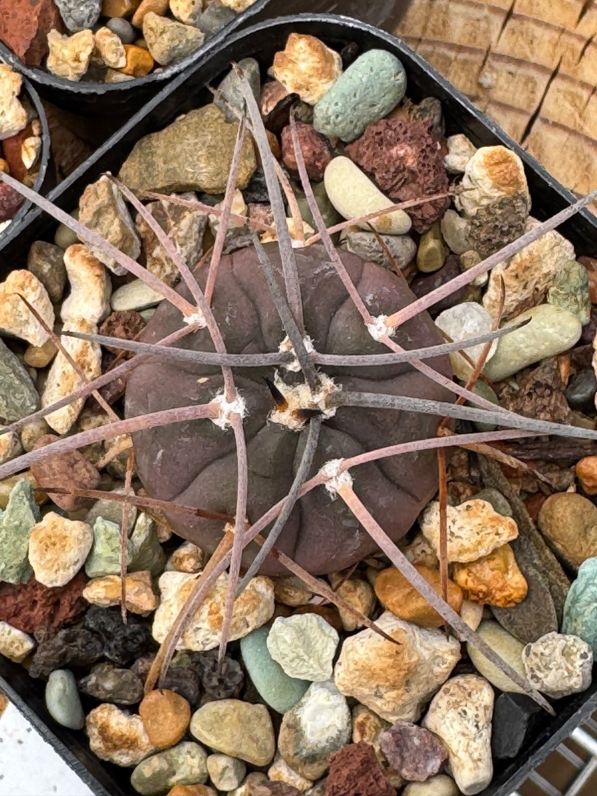 Gymnocalycium spegazzinii v. major Dark Form Cactus Plant Long Curved Spine