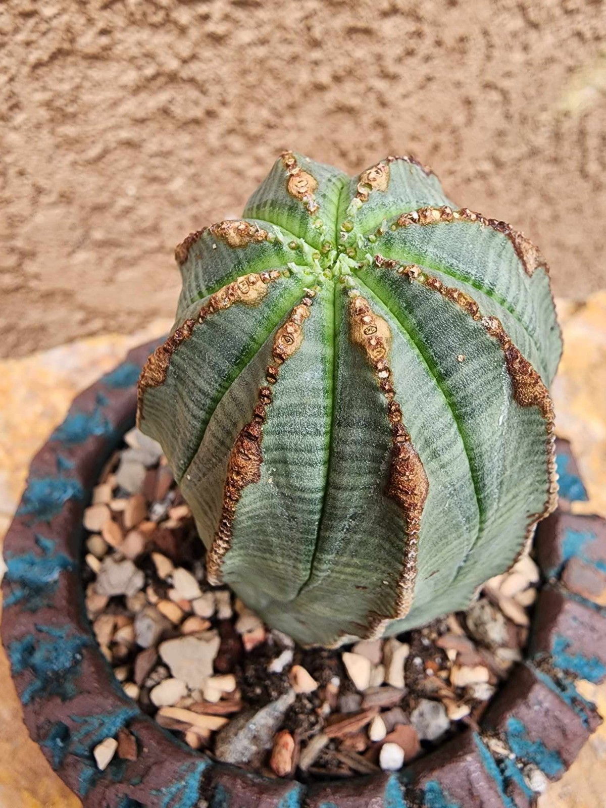 Euphorbia obesa – Rare Succulent – Exact Specimen