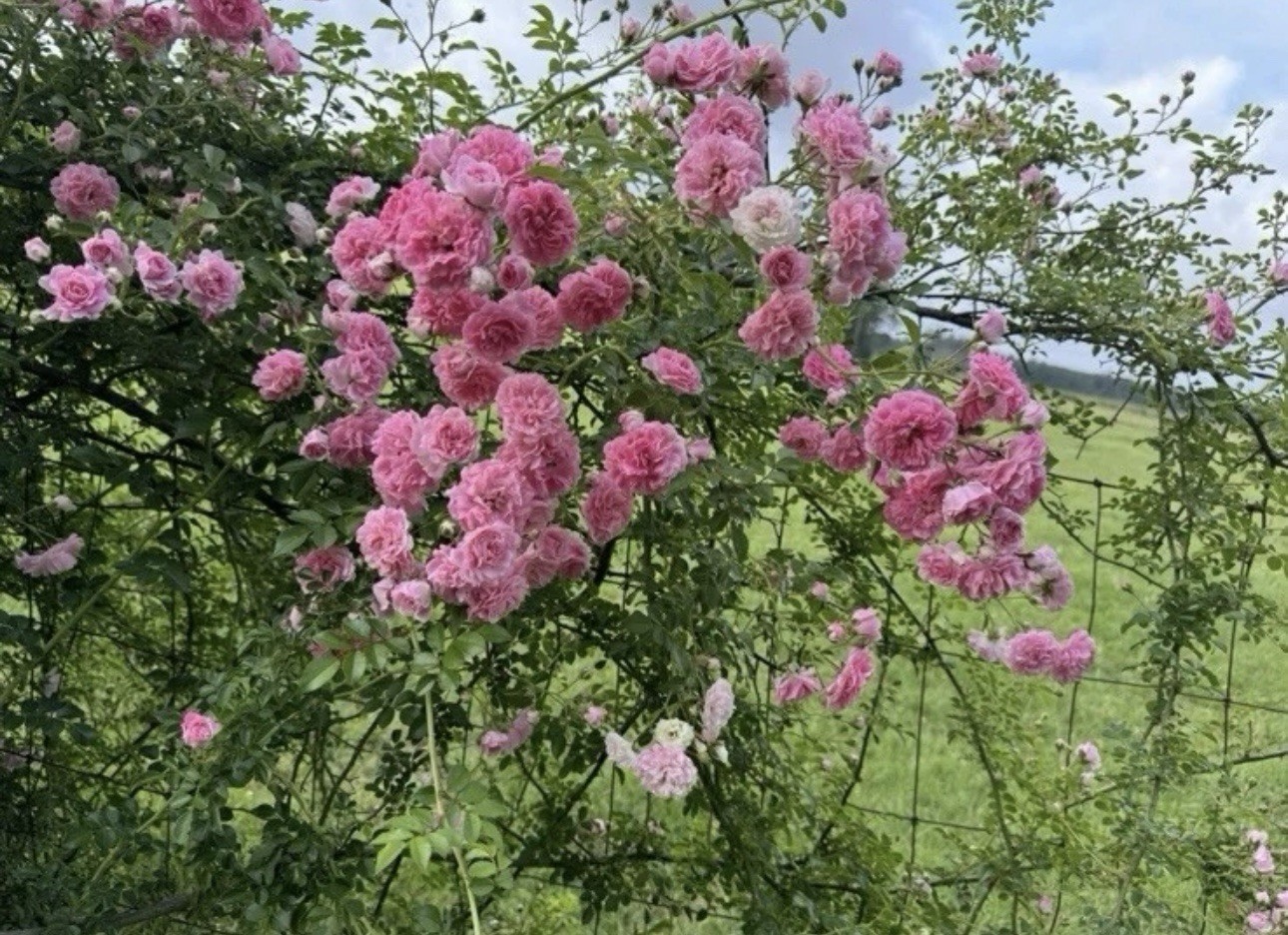 PINK Pine ROSE BUSH HEIRLOOM Rooted CLIMBING Roses Live Plant