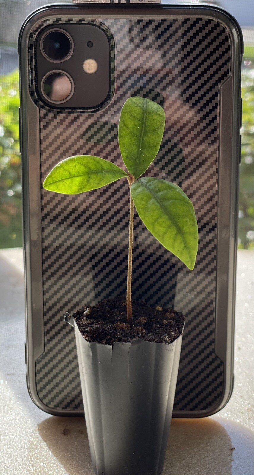 Miracle Fruit Plant Synsepalum dulcificum tree (Miracle berry)