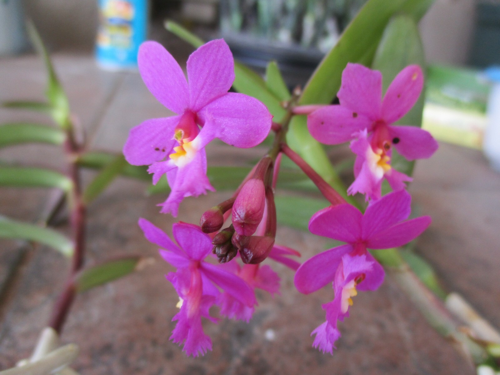Epidendrum Orchid- Purple with Red/White centers Cluster of 3 + 1 keiki Shown #2