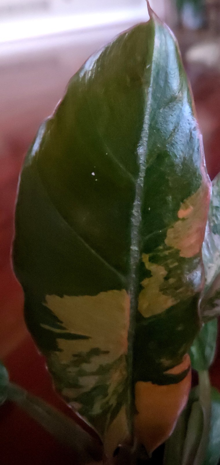 Rare Philodendron Variegated Pink Fire Tiger 11″ Tall Not Anthurium Monstera