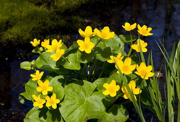 125 SWAMP MARIGOLD SEEDS | SALE FREE SHIPPING NON GMO HEIRLOOM