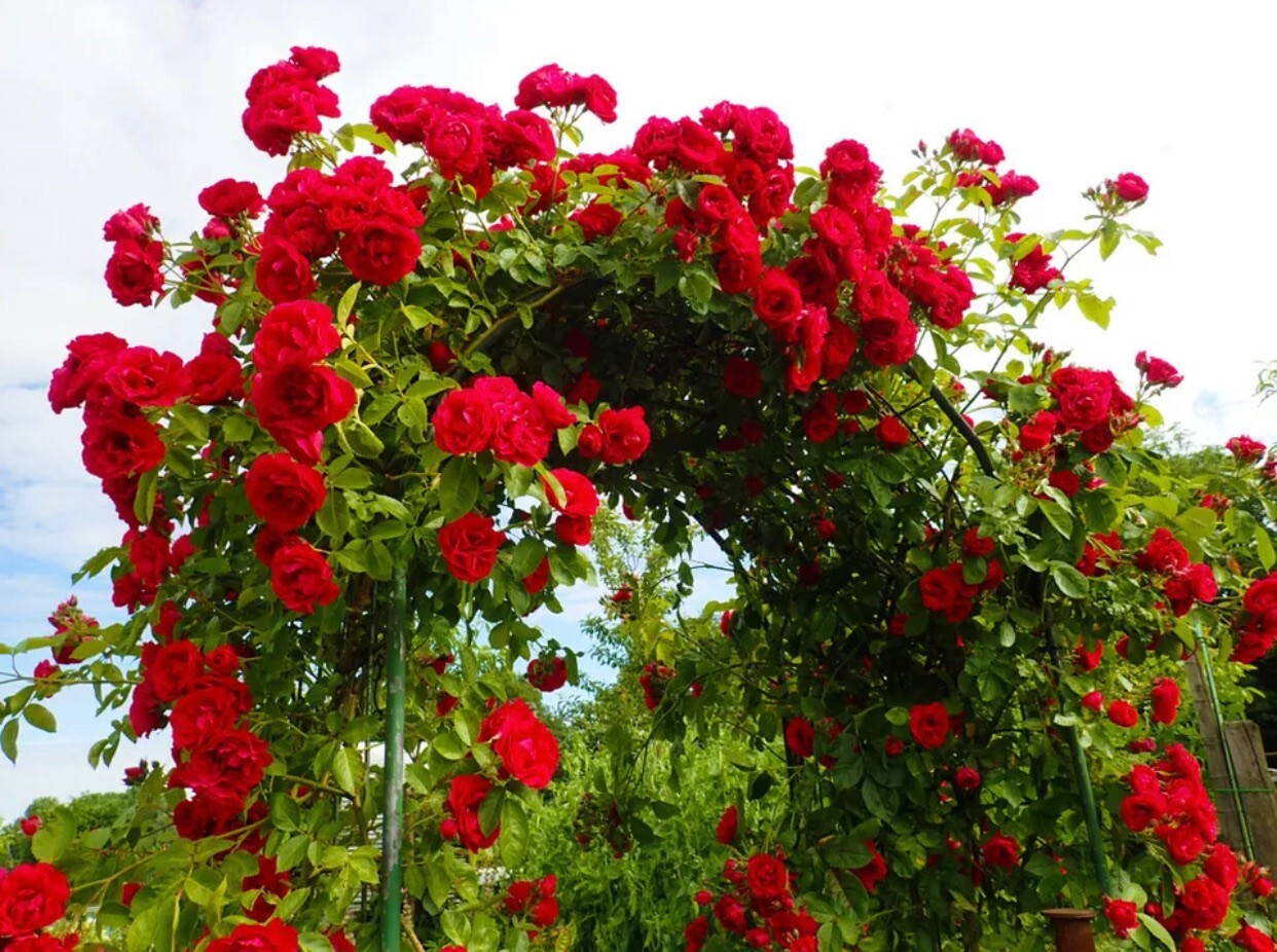 20pcs Red Climbing Rose Seeds – Rare Non-GMO Heirloom Variety for Your Garden