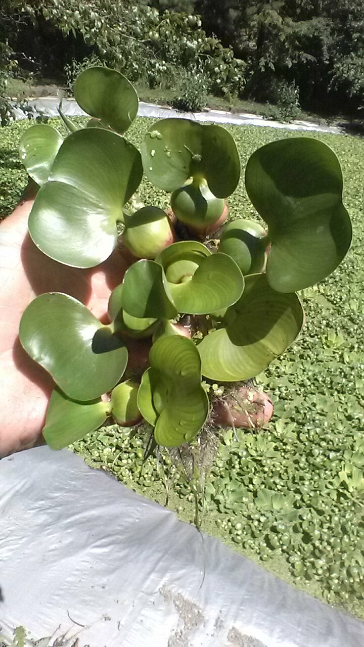 12, HELEN’S 4″- WATER,HYACINTH,POND,BIOFILTER,PLANTS,100%,ORGANIC.GROWN,PAOOO5DL