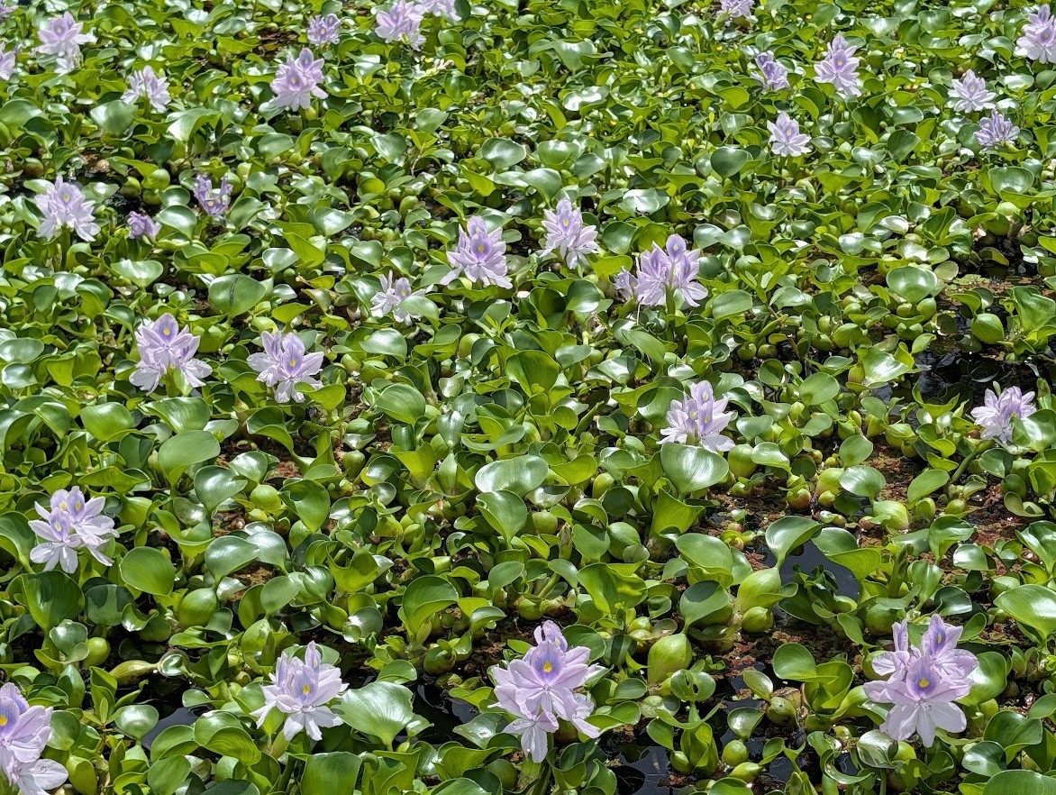 5 Water Hyacinth Pond Plant Floating Live READ DESCRIPTION