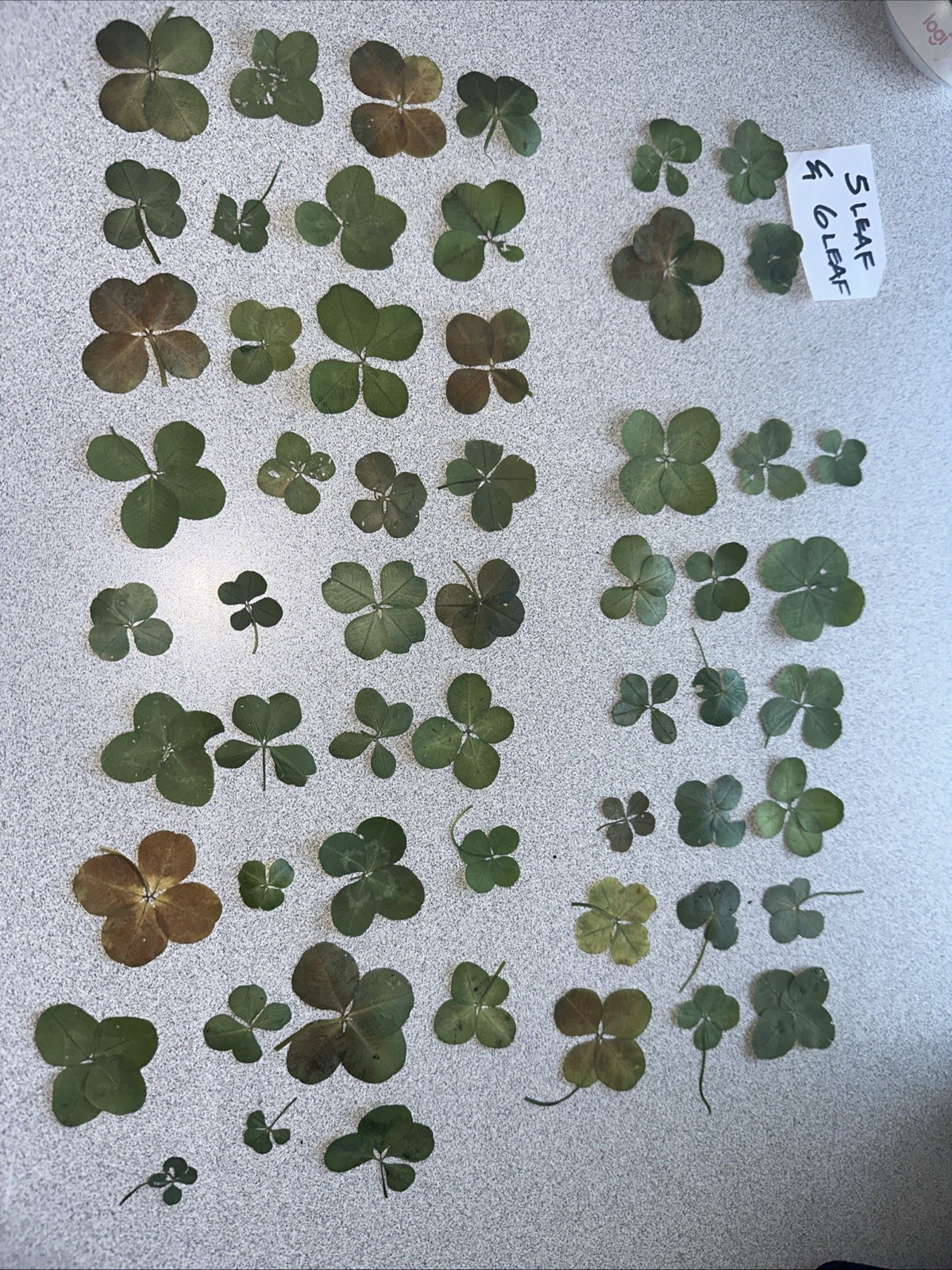 LOT 50+ Four 4 Leaf Clovers 1 Six Leaf 3 Five Leaf Great Collection! From OHIO!