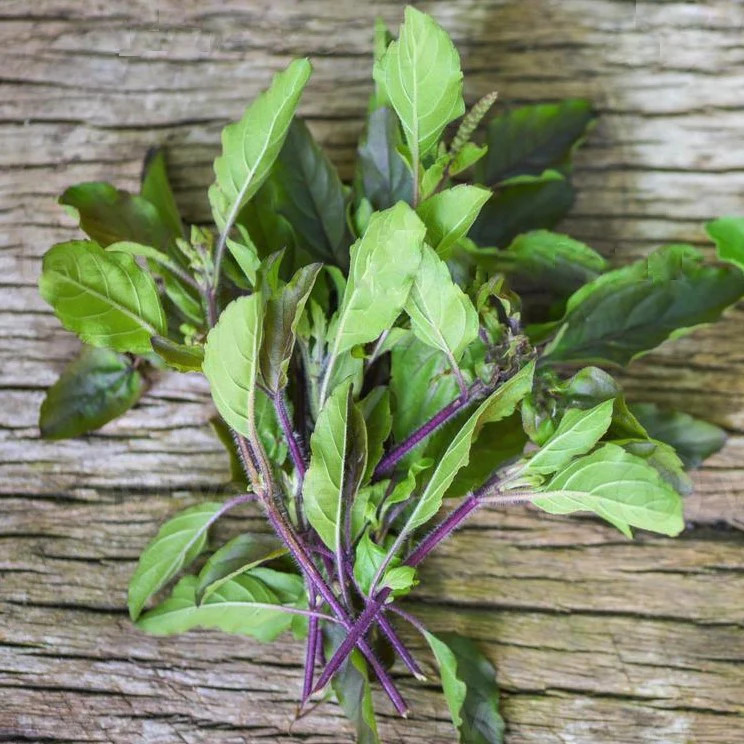 Red Leaf Thai Holy Basil Seeds | Krishna Tulsi Kraphao กะเพรา Asian Seed 2023