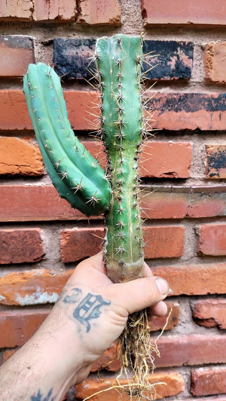 Sacred Cactus – Bridge.XPeru. – Fully Rooted & Ready To Plant ( Exact Cactus)