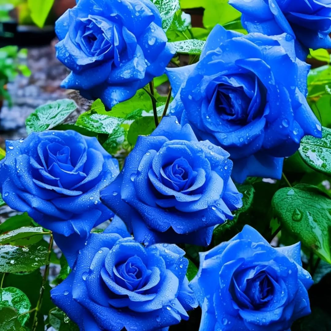 Perennial Rose Seeds Mix 110PCS – Colorful Blooming Perennial – Ideal for Patio,